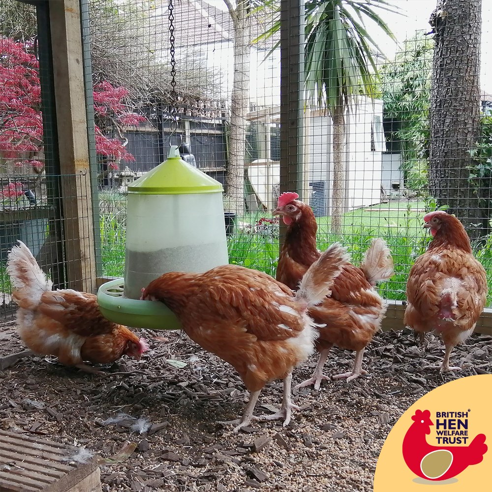 Happy Monday Everyone! 😎 This... - British Hen Welfare Trust | Facebook