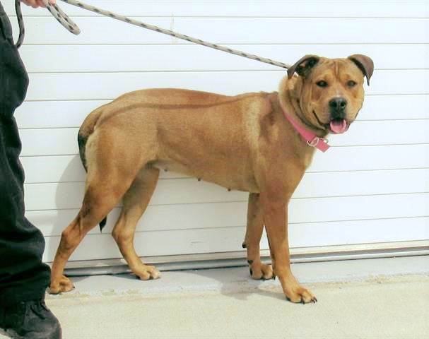 Louisville - ROSIE Female, Age: 3, Weight: 61lbs. Labrador Retriever ...
