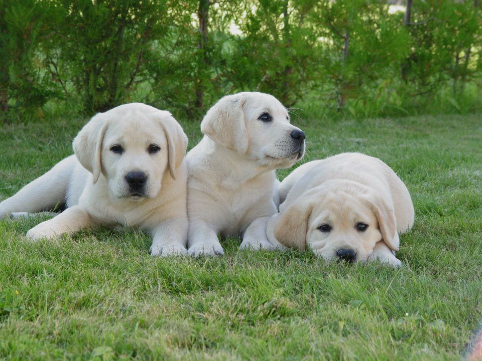 Labrador retriever kennel 