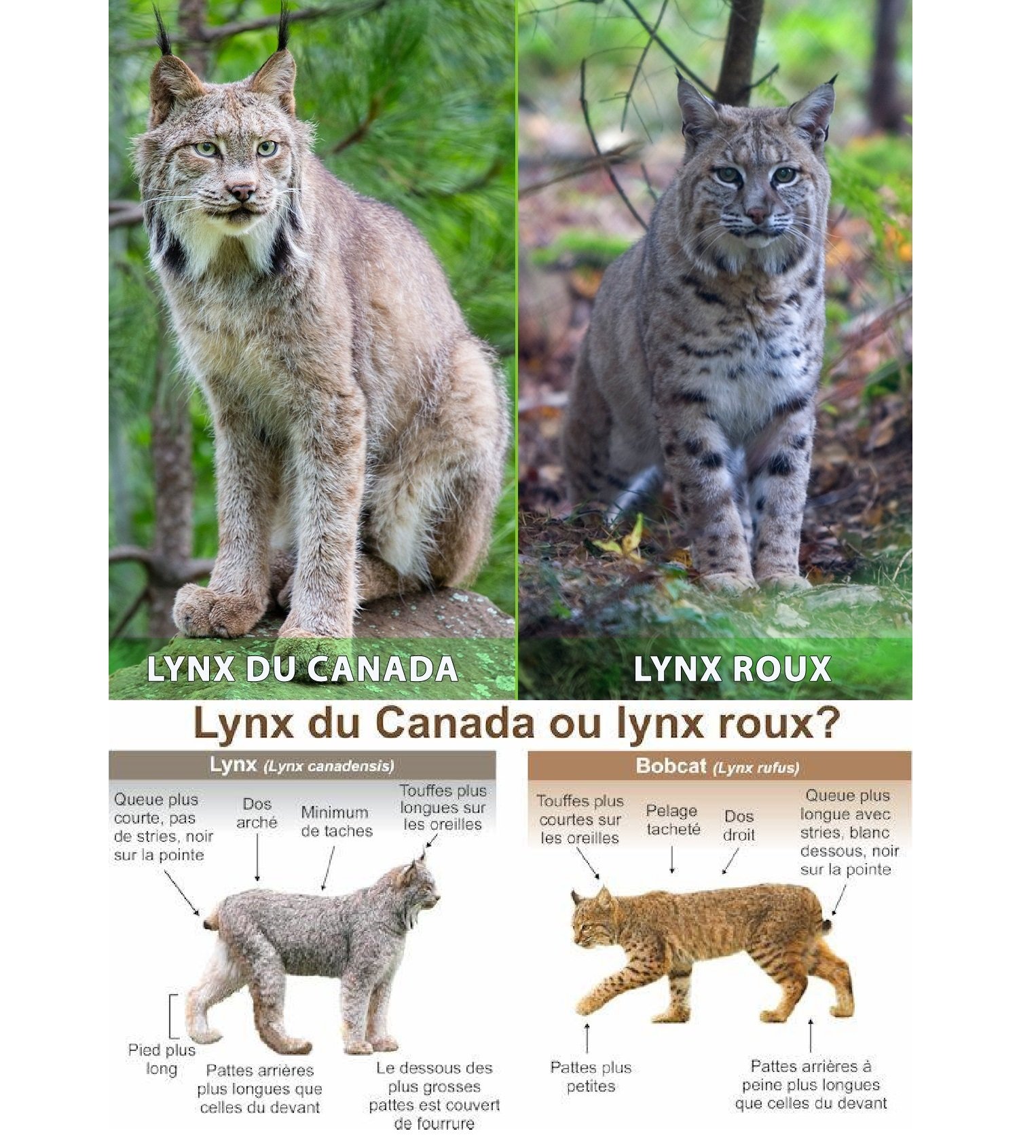Zoo de Falardeau - Faites-vous la différence entre le lynx du Canada et ...