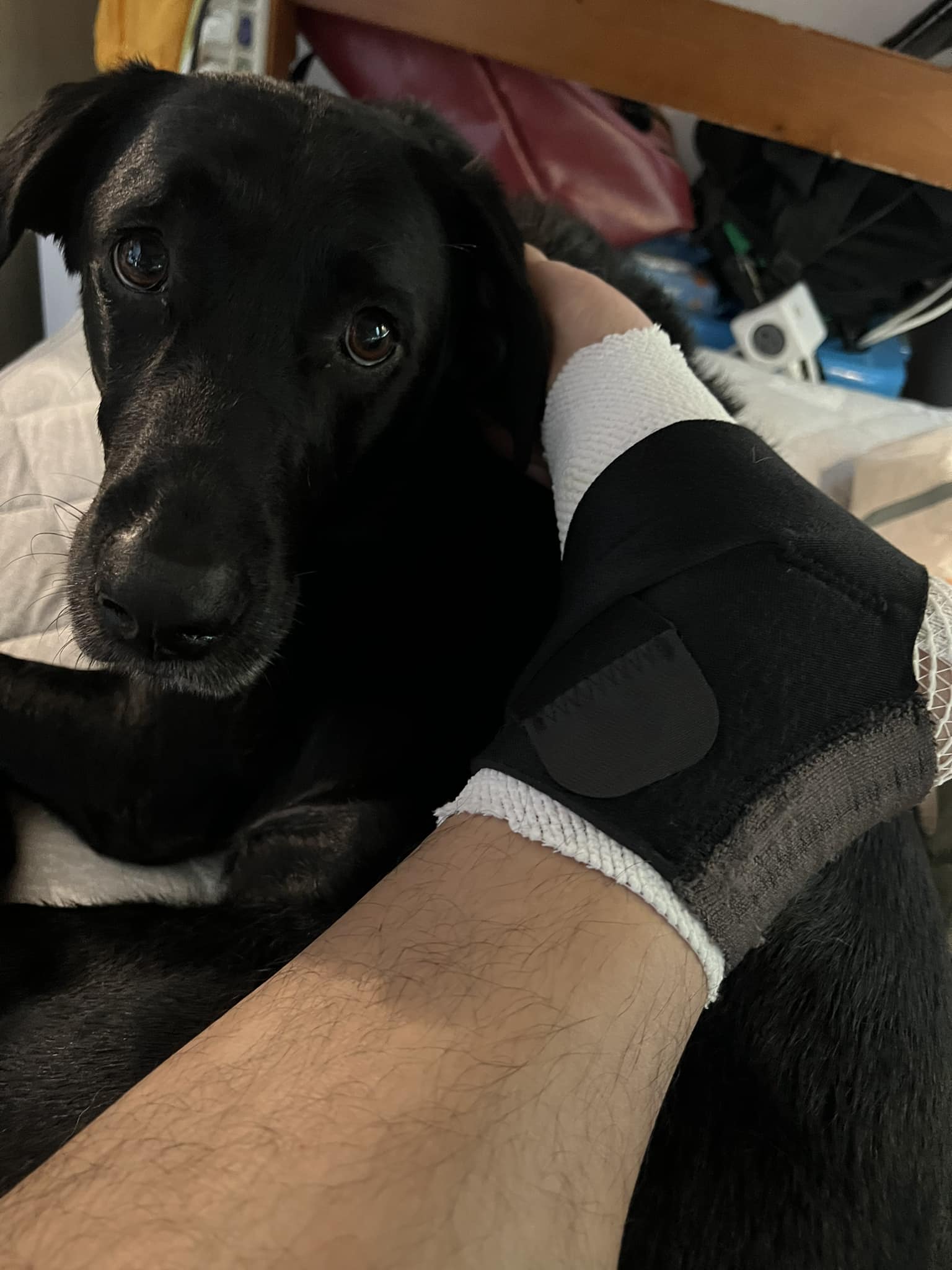 Tyfd-K9桃園搜救犬隊 - 當你受傷無法練狗， 工作犬卻一直跟你要工作時怎辦？ 來！幫我腳抬高增加血液循環！ | Facebook