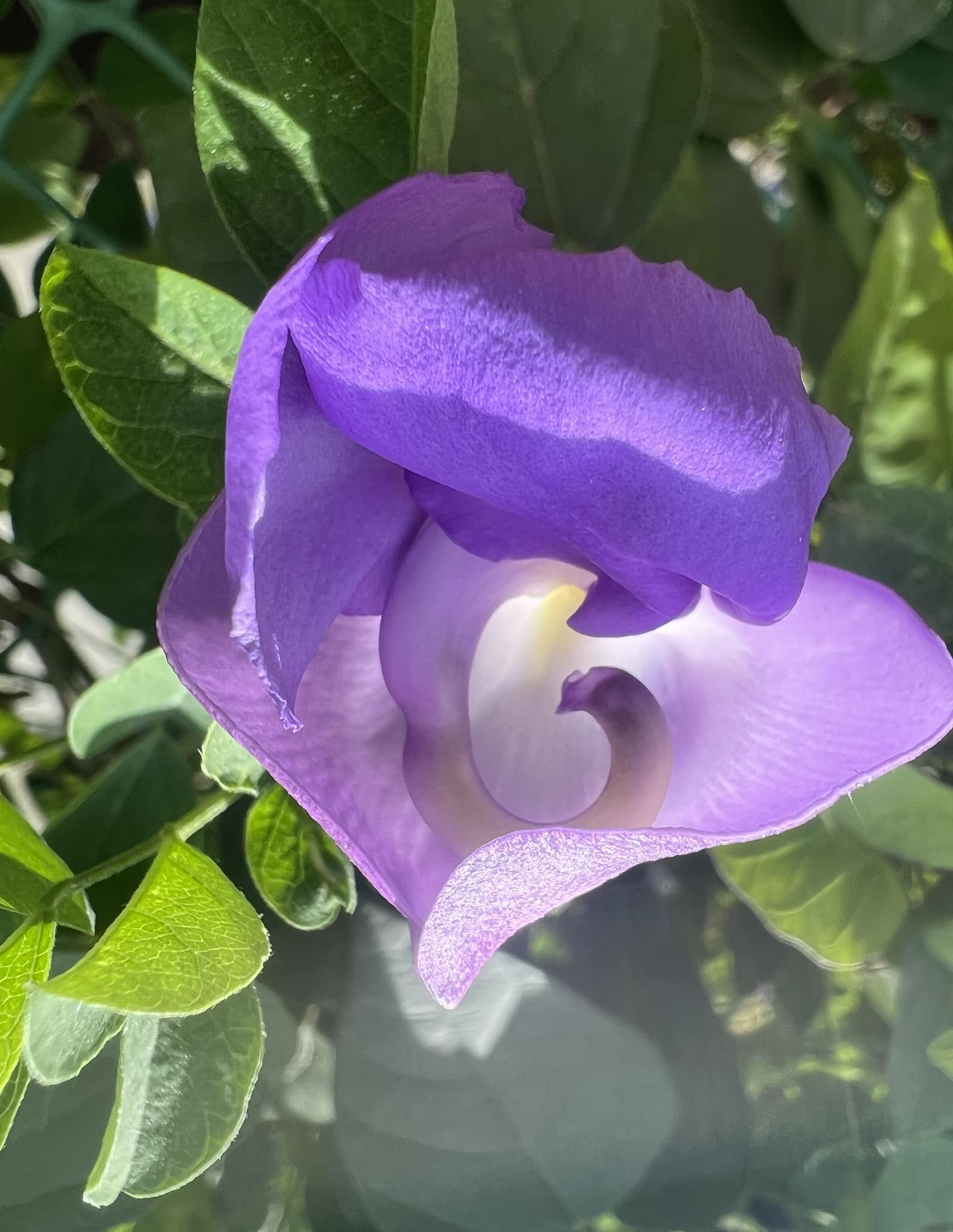 gw2023jul16 Ganesh vine bloom