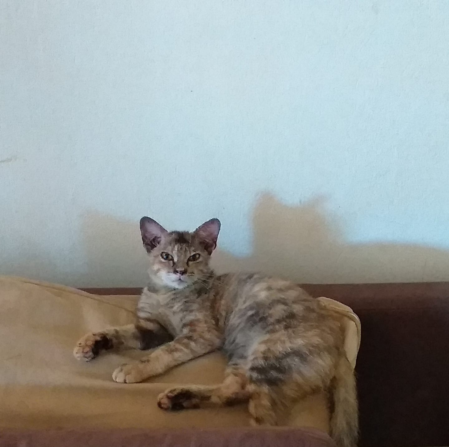 Bas Pink S04 (dari KK Sentral ke Pekan Menggatal) memang selalu penuh ...