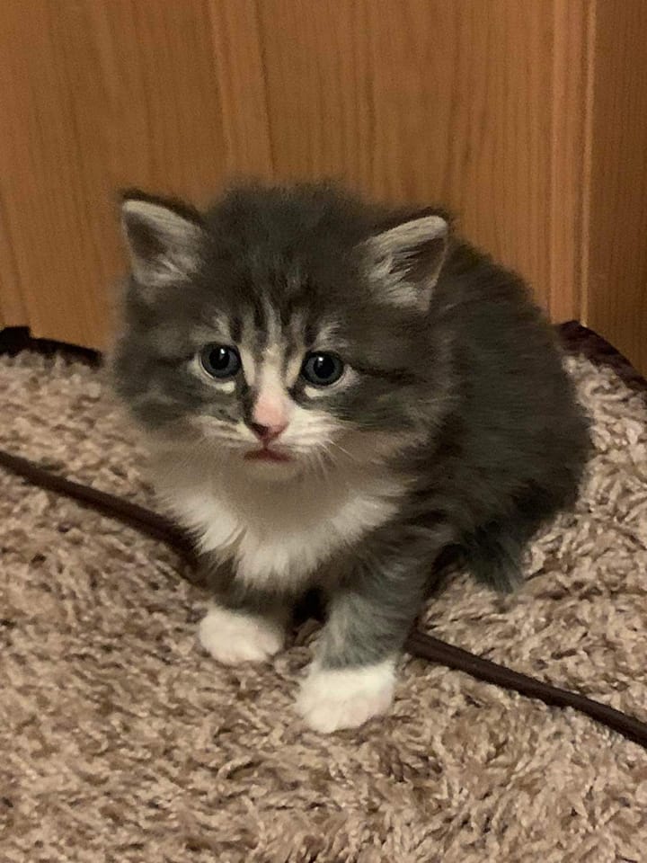 A Place for Meow Rescue - Hey there humans! Our Foster Coordinator, Jen ...