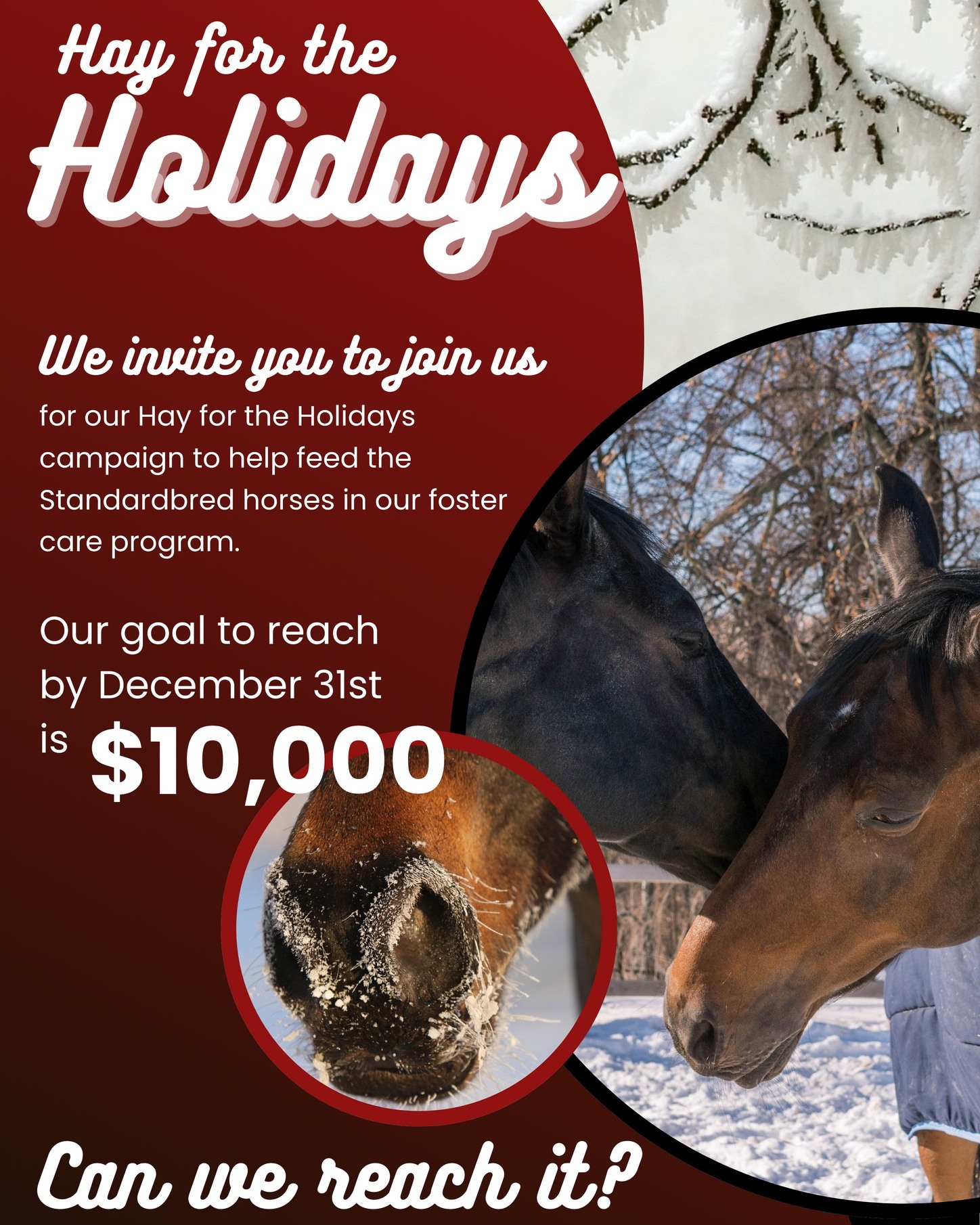 The Crystal Ladder Ranch | Newmarket ON