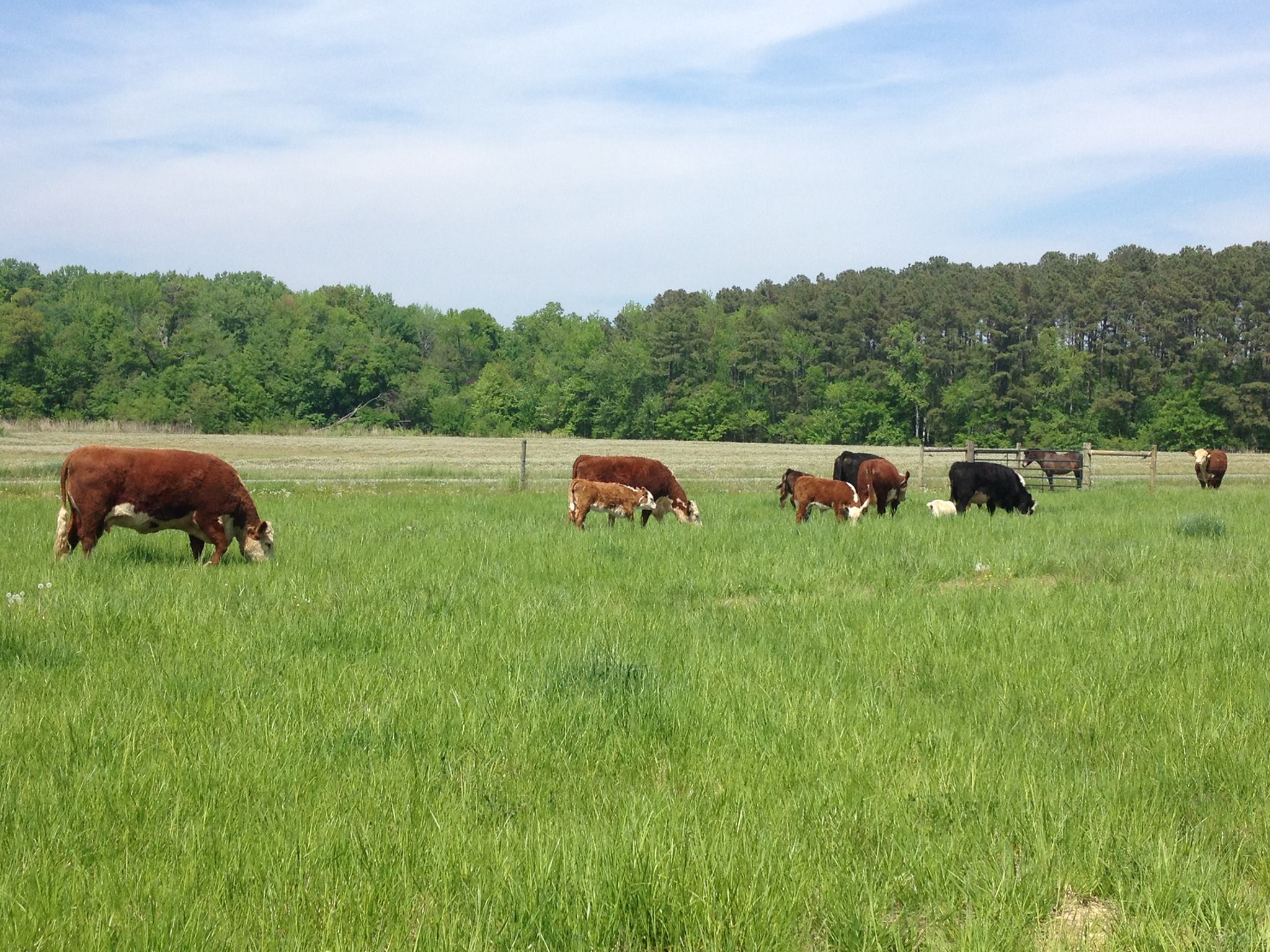 Kerner Farm | Stevensville MD