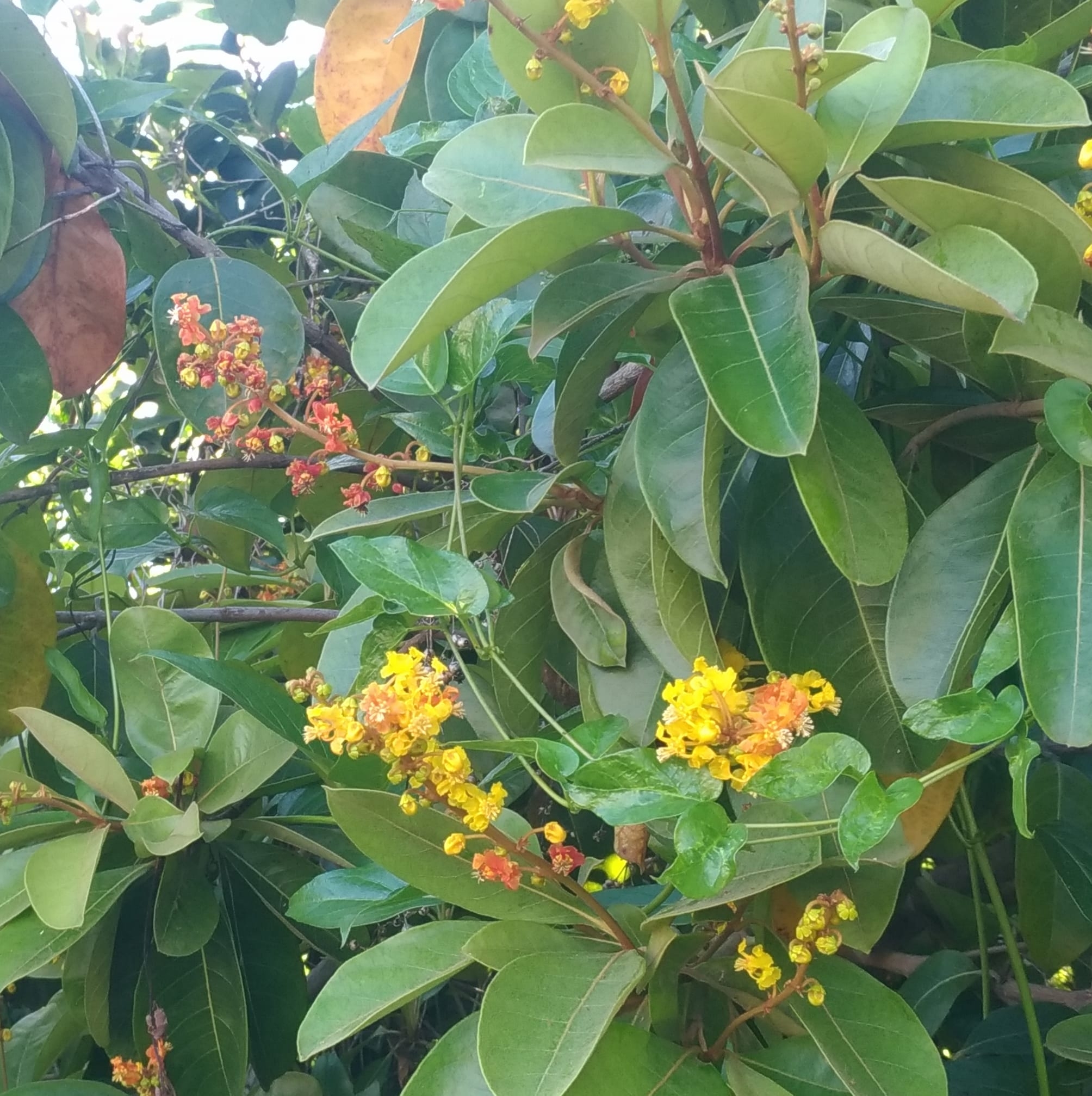 浴瓏苗木(自耕農)台灣原生種灌木繁殖栽培栽培種繁殖... - 浴瓏苗木(自耕農)台灣原生種灌木繁殖栽培栽培種繁殖