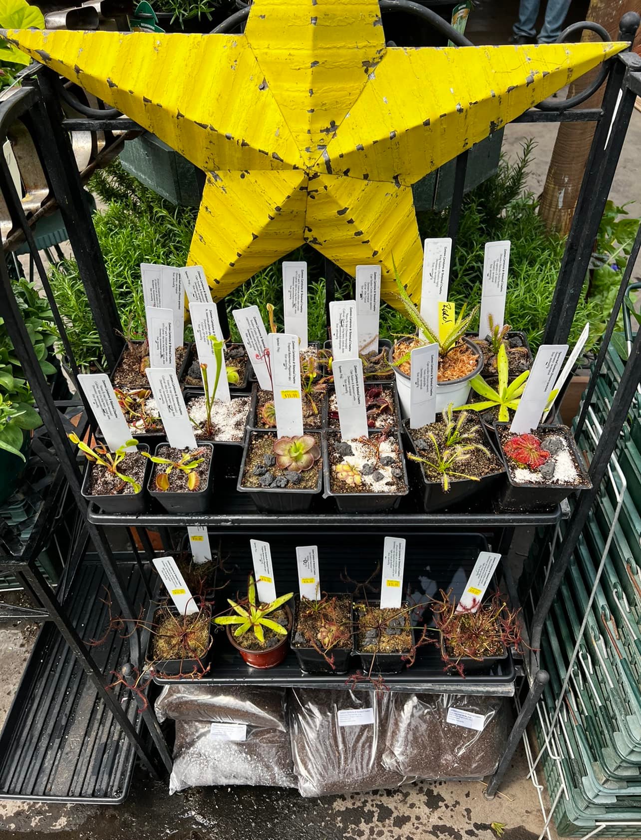 Zootown Carnivores & Botanical Creations