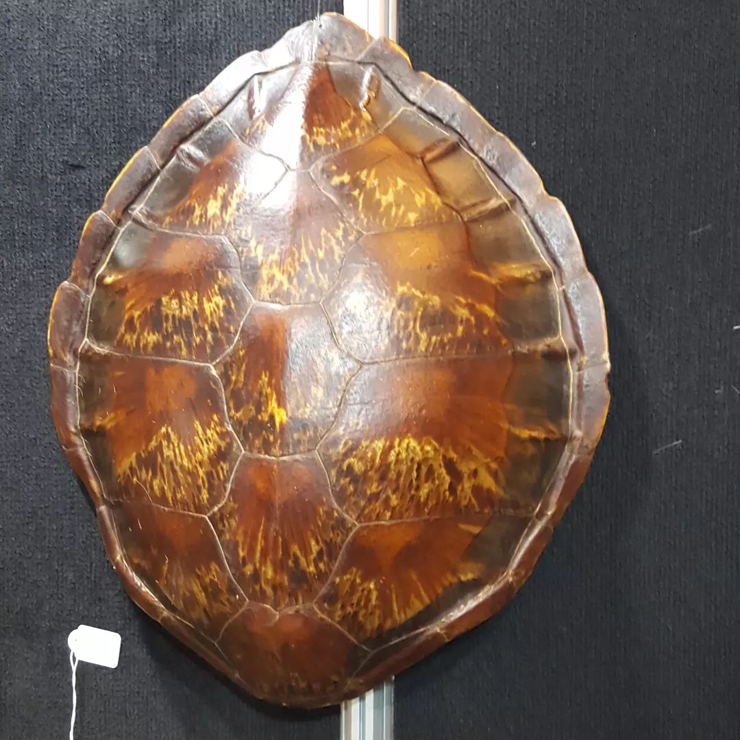 Hunters & Collectors Antiques - Turtle shell C1950's $450. #taxidermy # ...