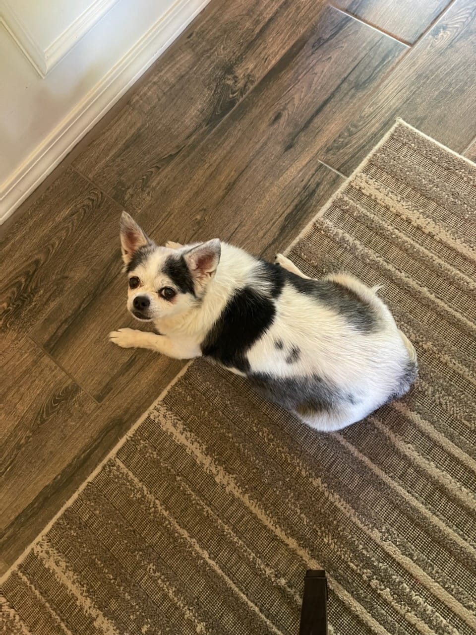 Tulsa Chihuahua Rescue aka Pitiful Pups, Inc.