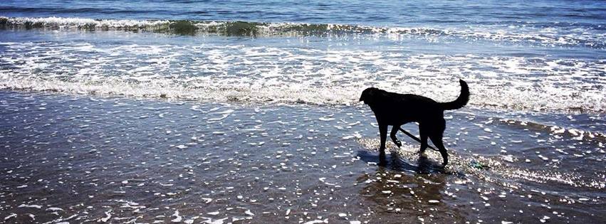 Maine Lab Rescue
