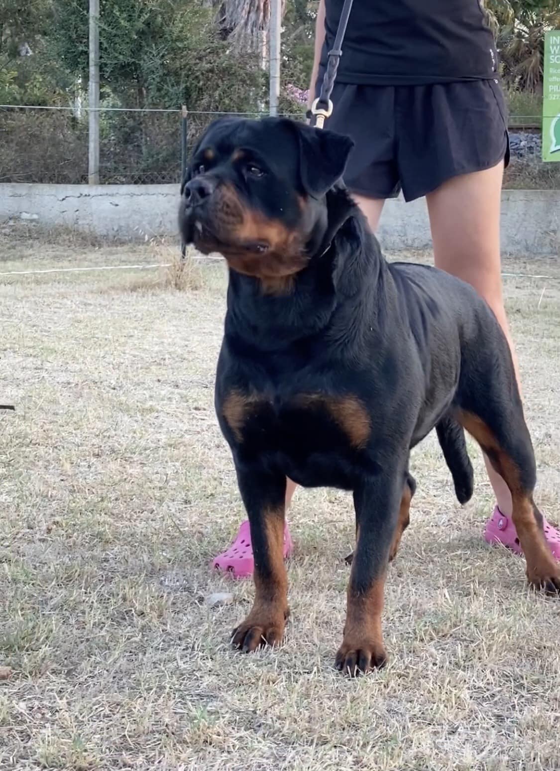 Rottweiler Vom Lilibetan's Warrior - my little hope.. ELEKTRA VOM ...