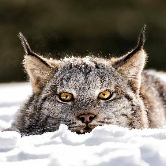 Big Cats WildLife - A beautiful Canadian Lynx waiting to pounce 😨😍. The ...