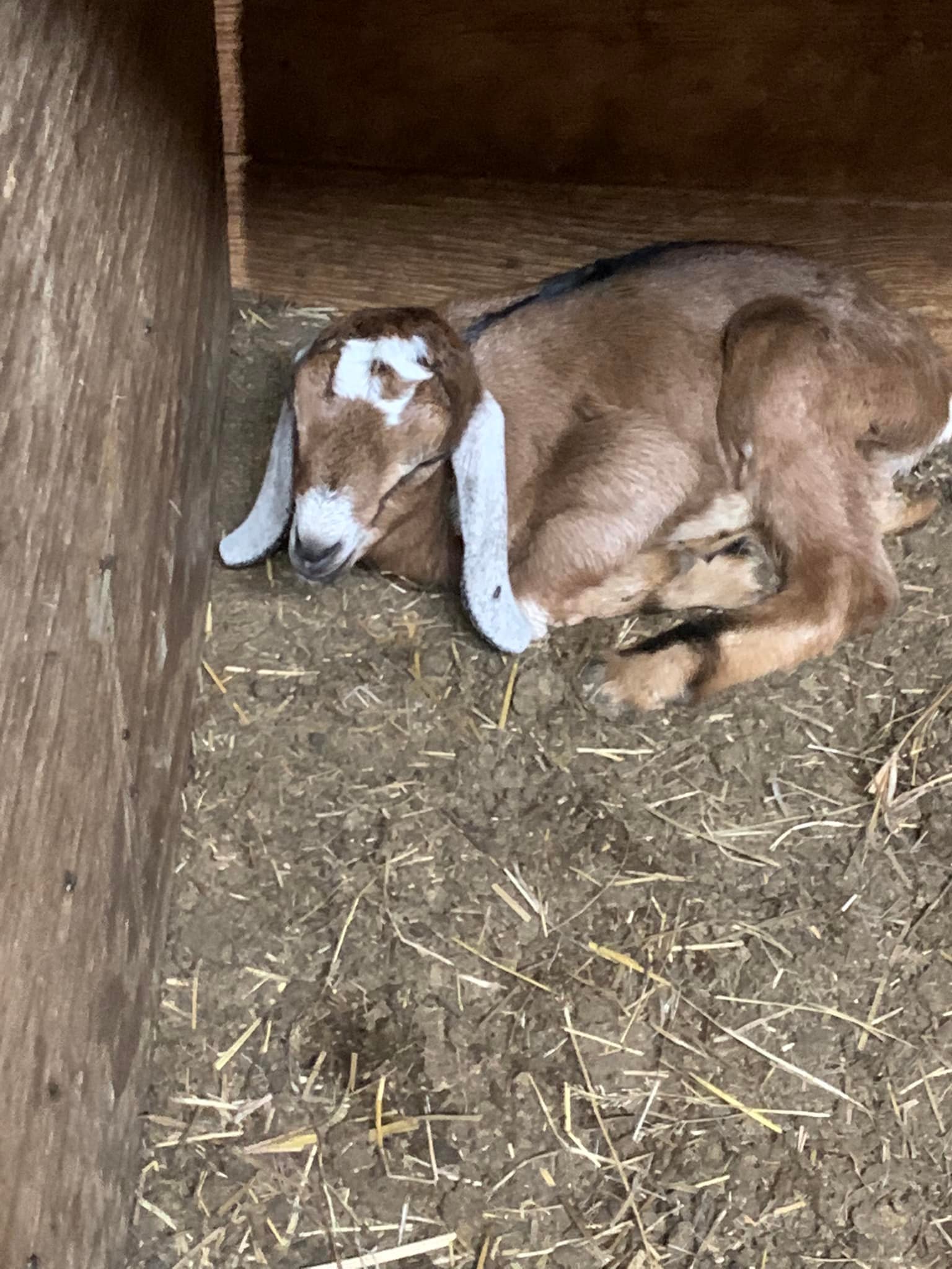 Twisted V Farm