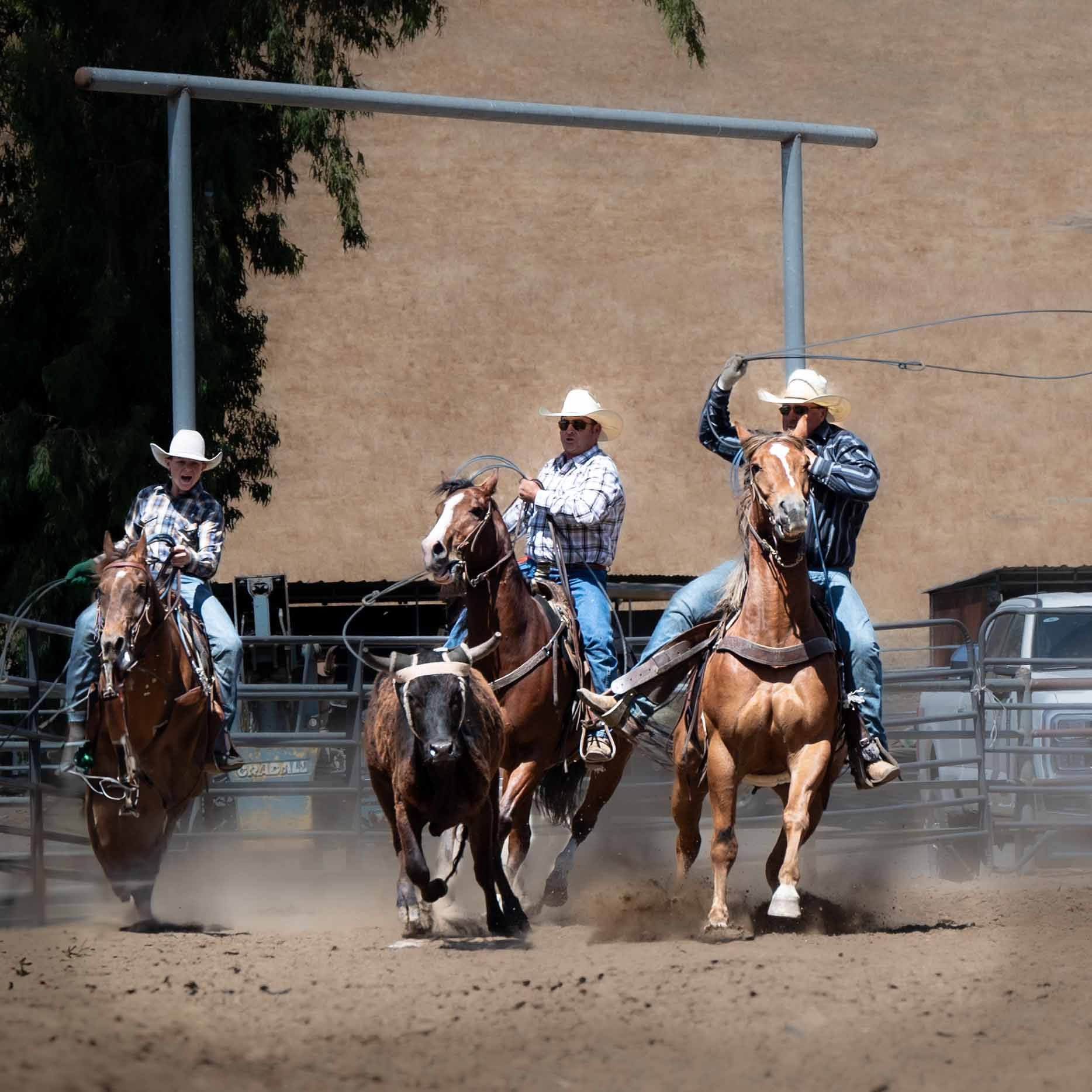 Its - Missouri Valley College steer wrestler Fenton Nelson throws steer ...