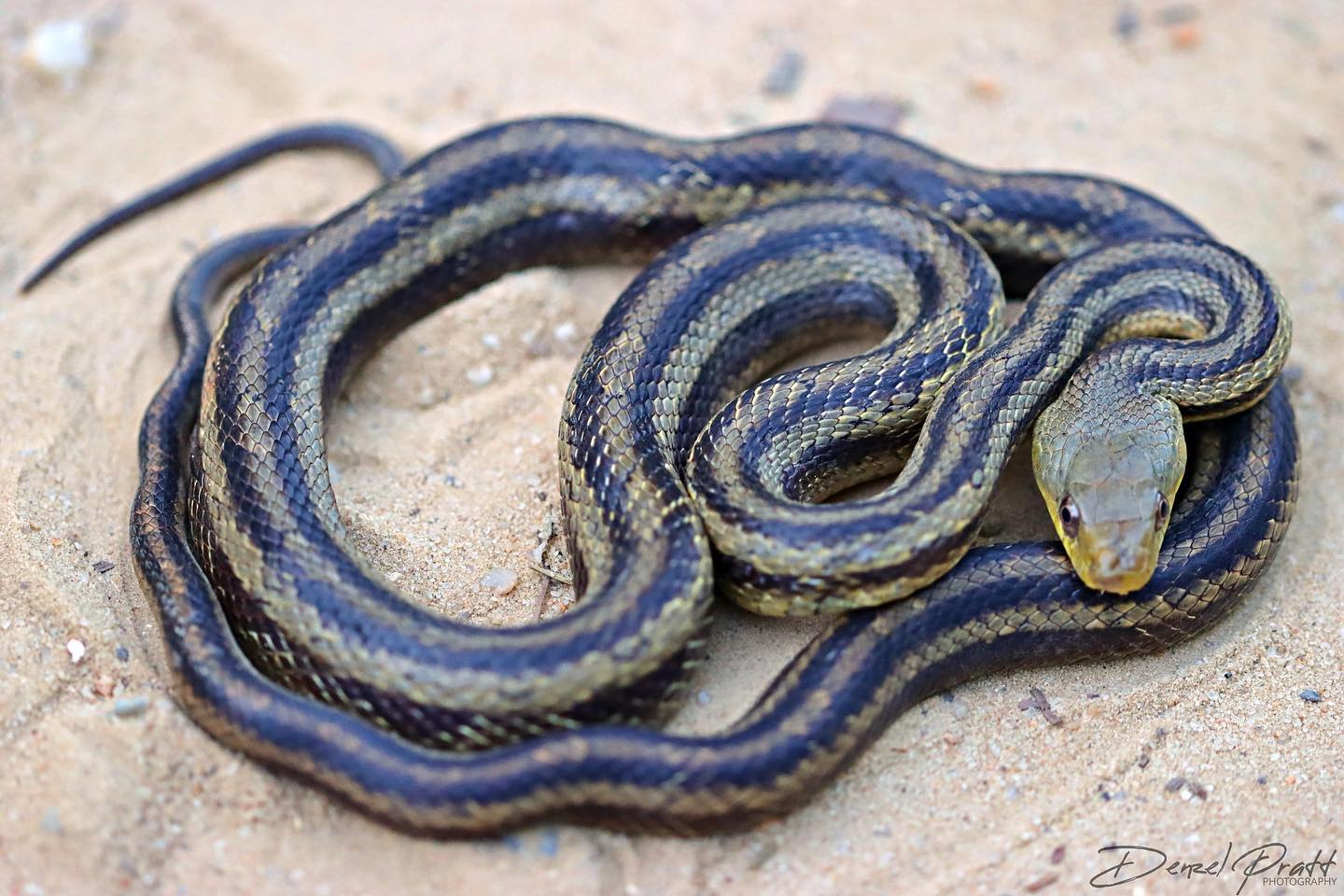The Rat Snake color variations are so... - Mandora Explorer | Facebook