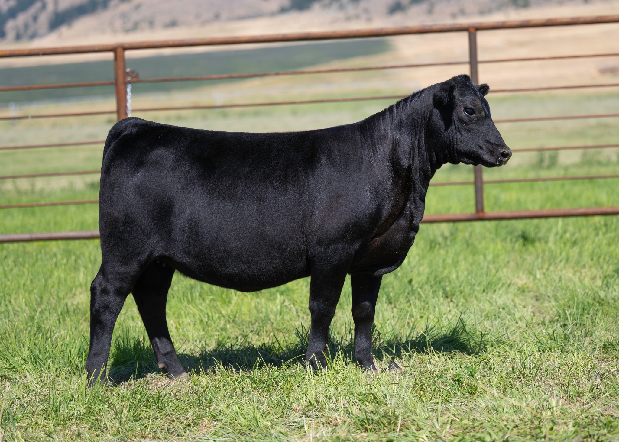 Timber Line Ranch