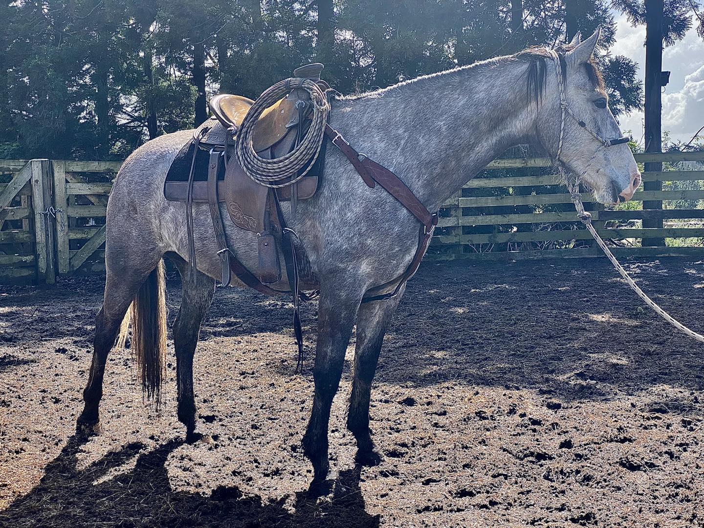 Wild Horse Project - Check out beautiful Serena, she is a rising 5 year ...