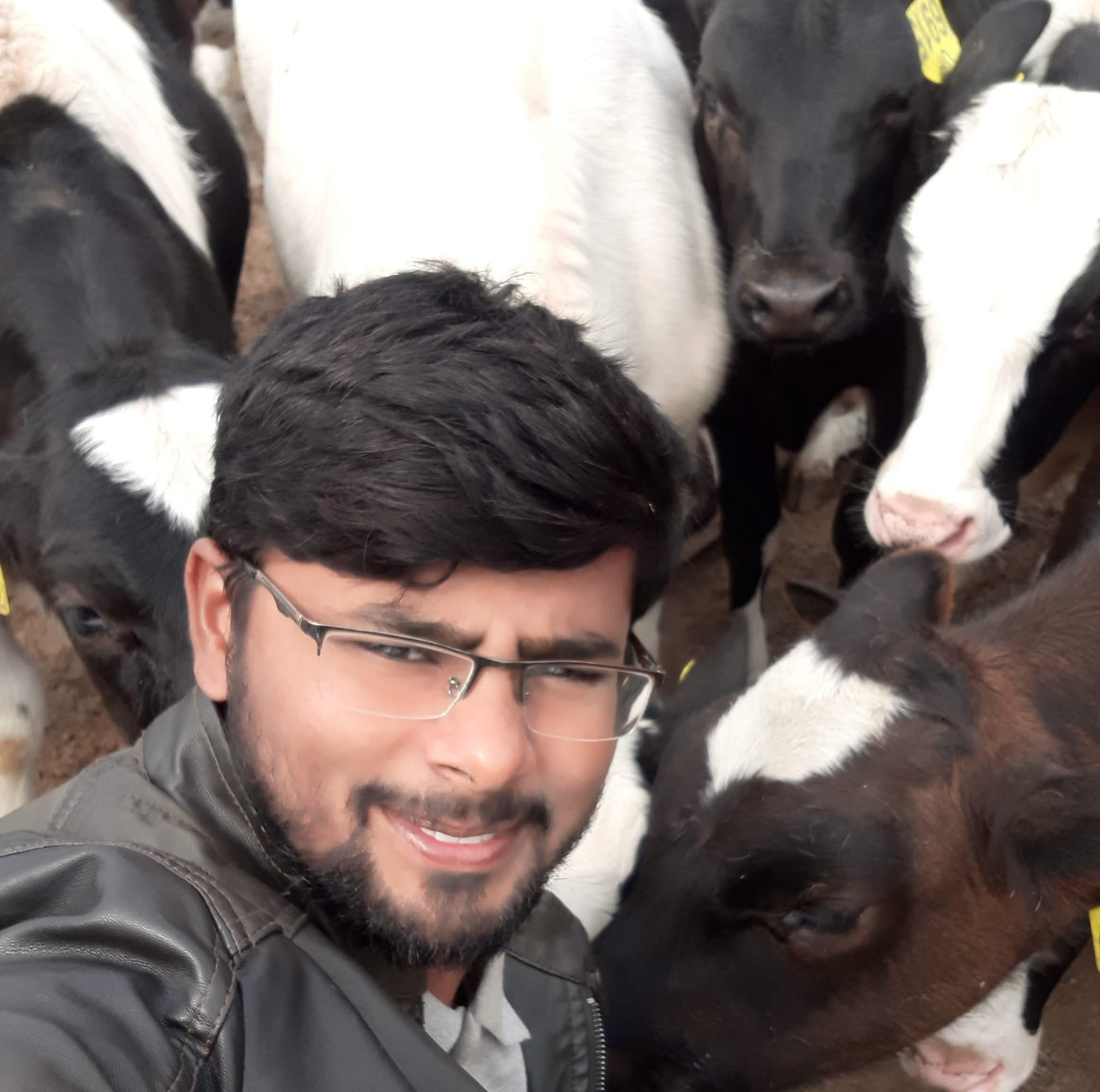 کپاس کی چھدرائی کا عمل جاری ۔ کاشت کار مہر کاشف کھیڑا ضلع لیہ قصبہ ...