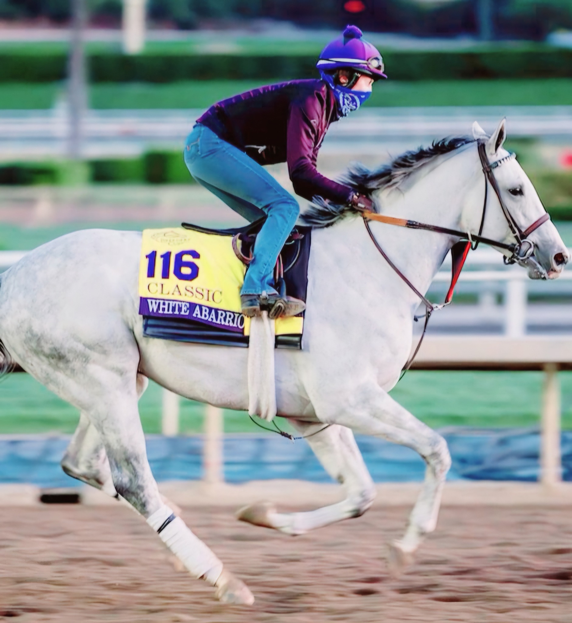 American - The beautiful grey White Abario🇺🇲🐴 | Facebook