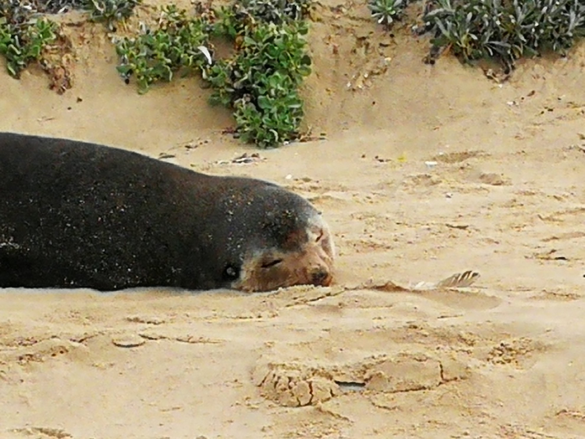 A very special seal... - Stranded Marine Animal Rescue Team | Facebook