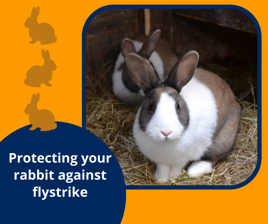 Rabbit Awareness Week Flystrike can be... - YourVets Sheldon