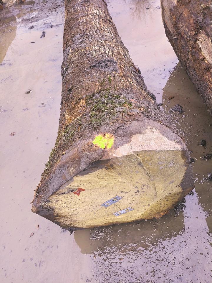 Ezzi Forest Exports LLC - Log / Timber / Lumber Exports | Houston TX