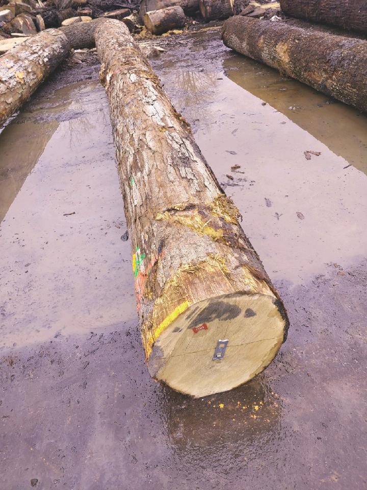Ezzi Forest Exports LLC - Log / Timber / Lumber Exports | Houston TX