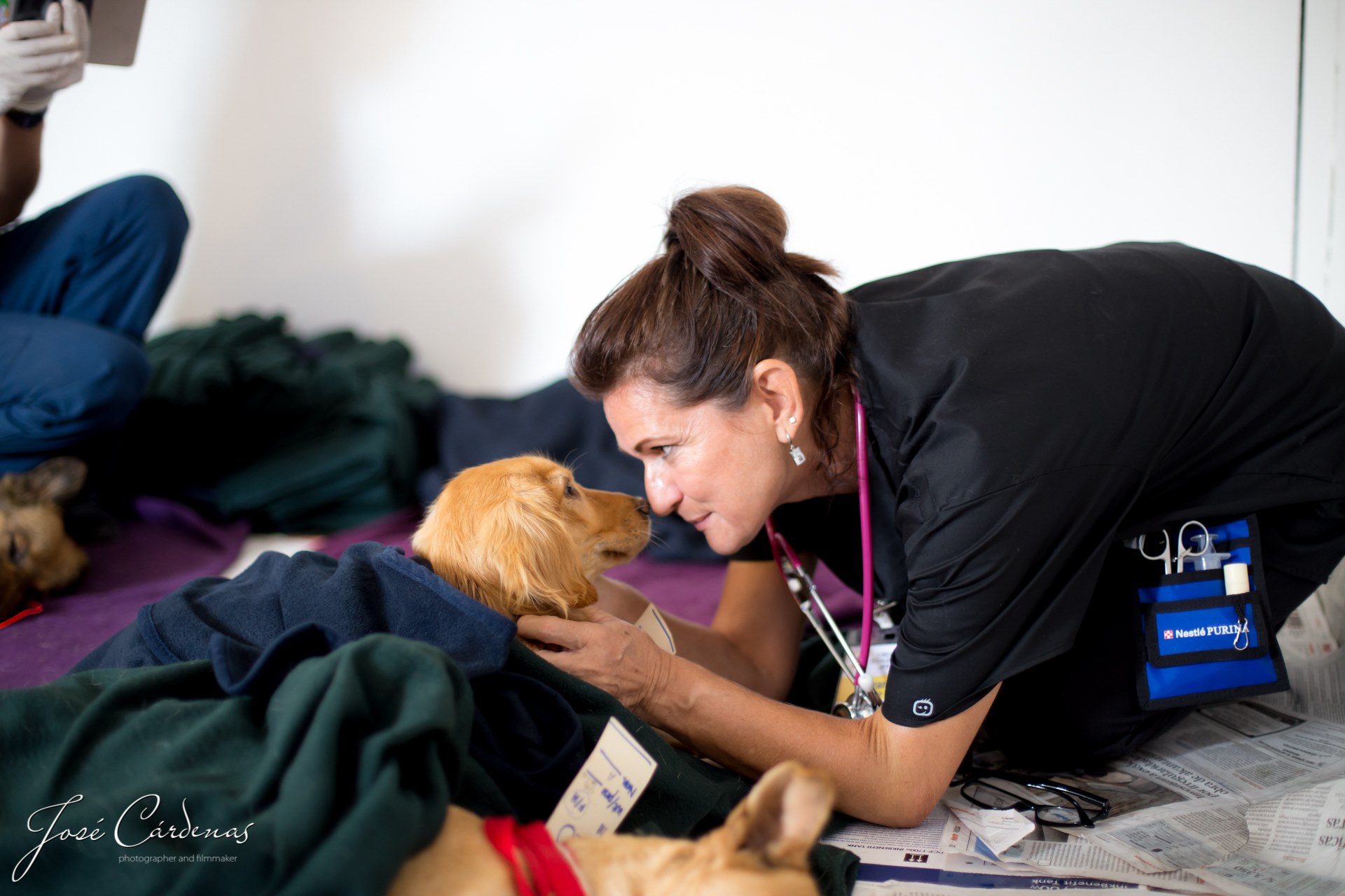Help Homeless Dogs in Uruguay - Animales Sin Hogar posted: 13 thousand ...