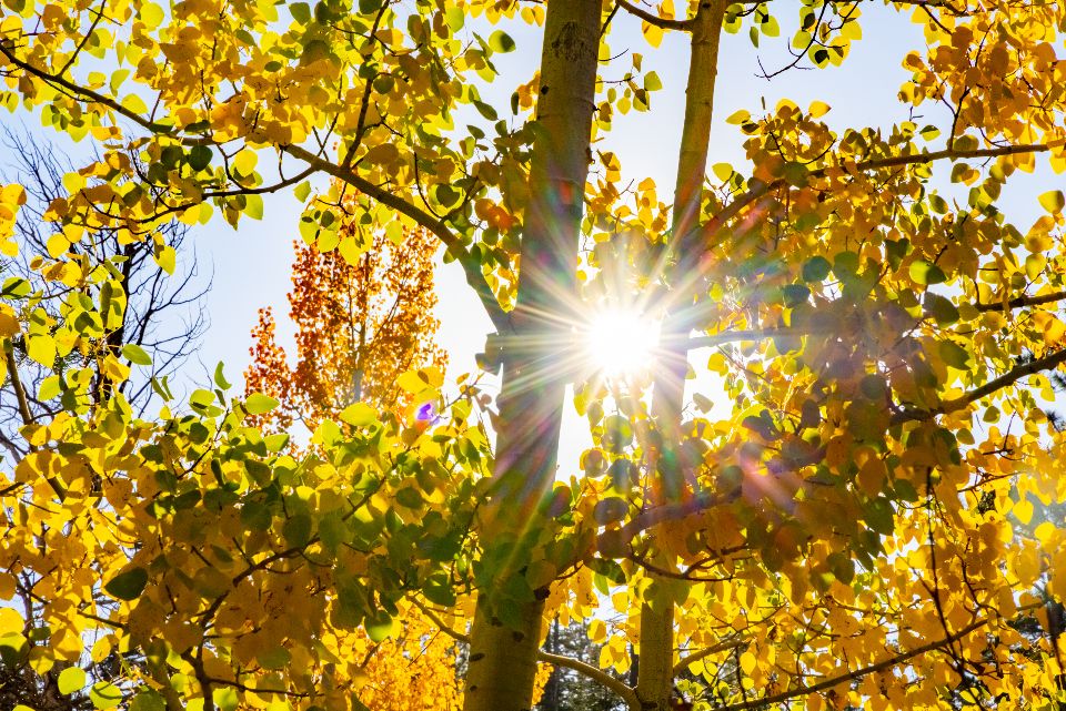 Important Announcement from... - Truckee-Tahoe Lumber Co | Facebook