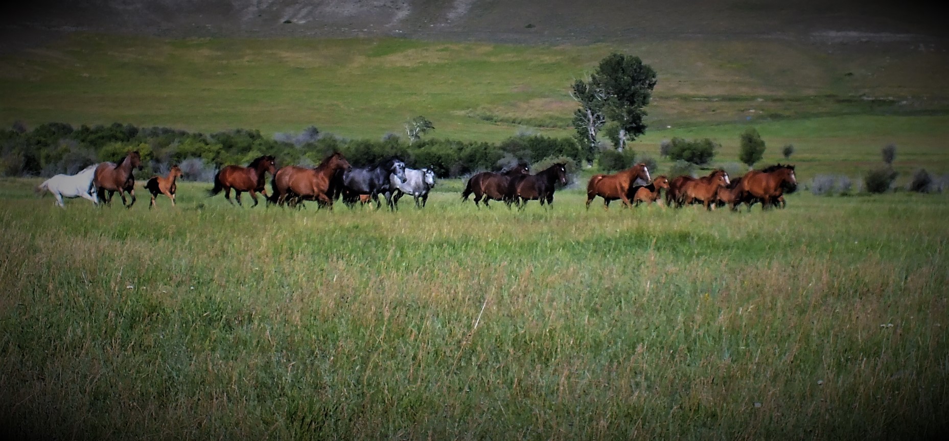 Beck Ranch Horses