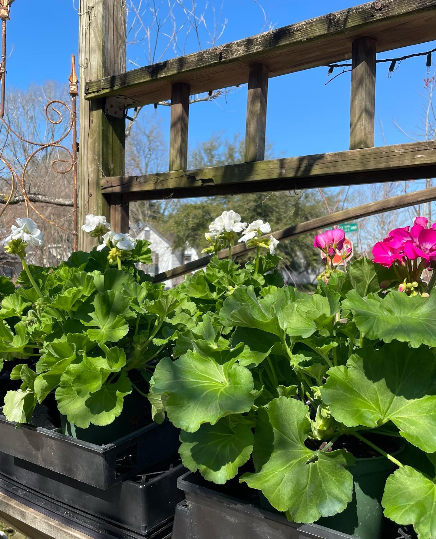New Roots Landscaping | Houston TX