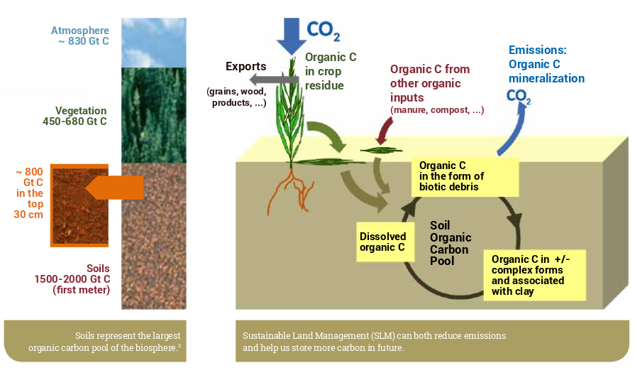 Global Soil Week - Check out this #soil - carbon cycle #infographic by ...
