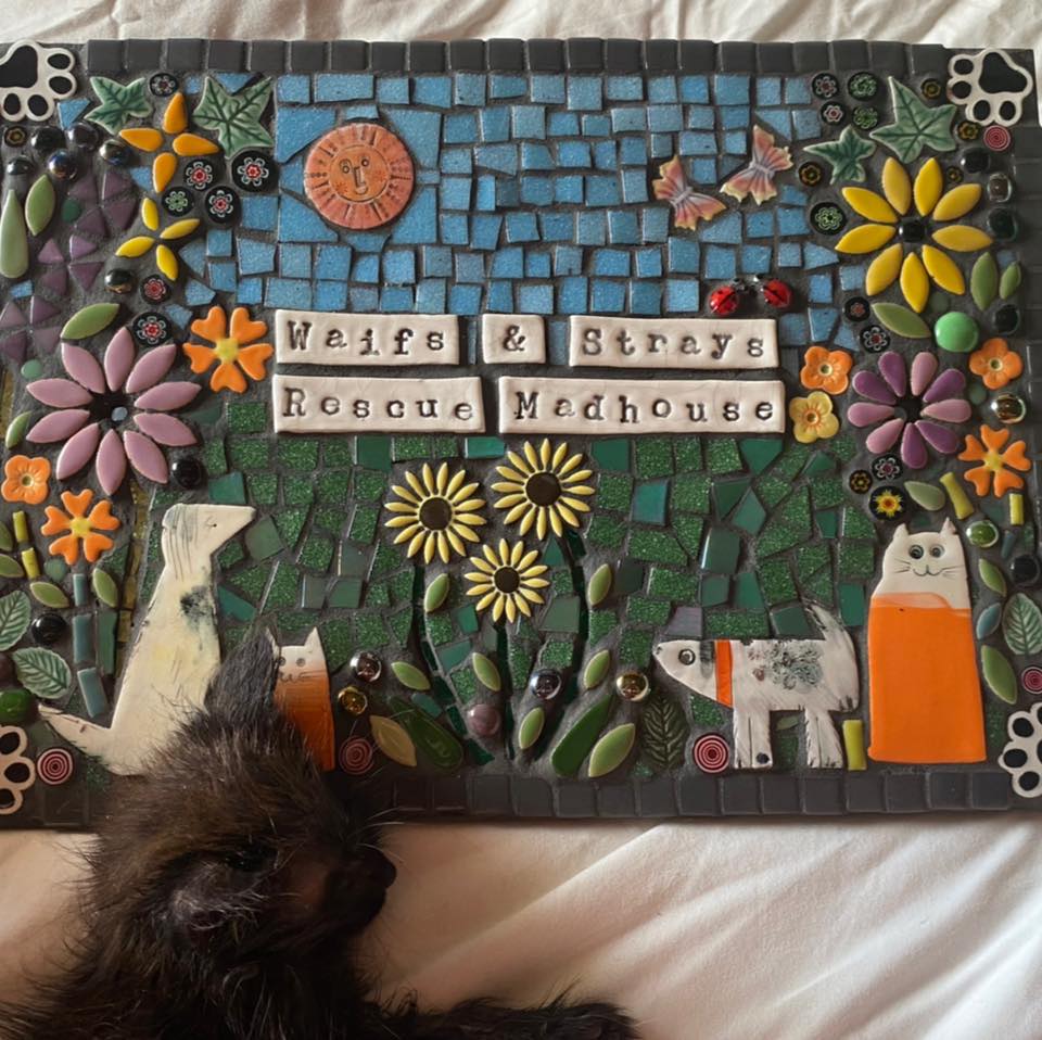 Man down today so... - Waifs And Strays Rescue Mad House | Facebook