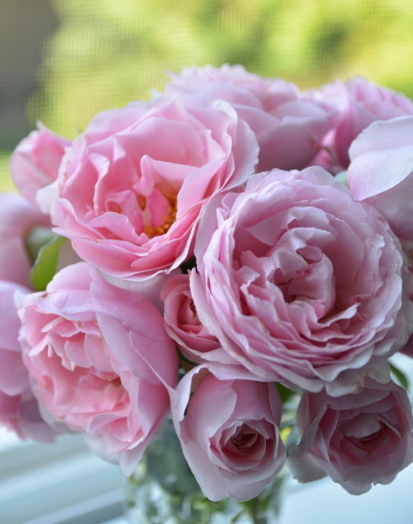 Princess Claire de Belgique... - CC Rose Shop Sri-Racha | Facebook