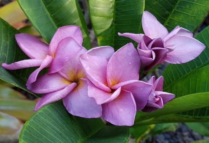 Purple Jade Dragon plumeria plant