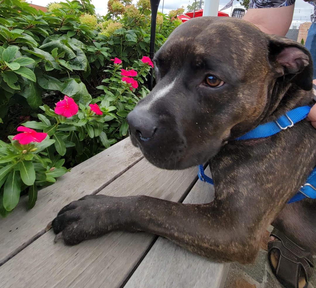 Sweet Major has been with us for... - It's a Pittie Rescue