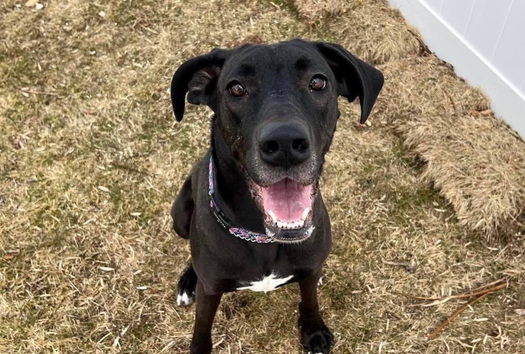 Dog House Adoptions/Pawsome Pups Persevere