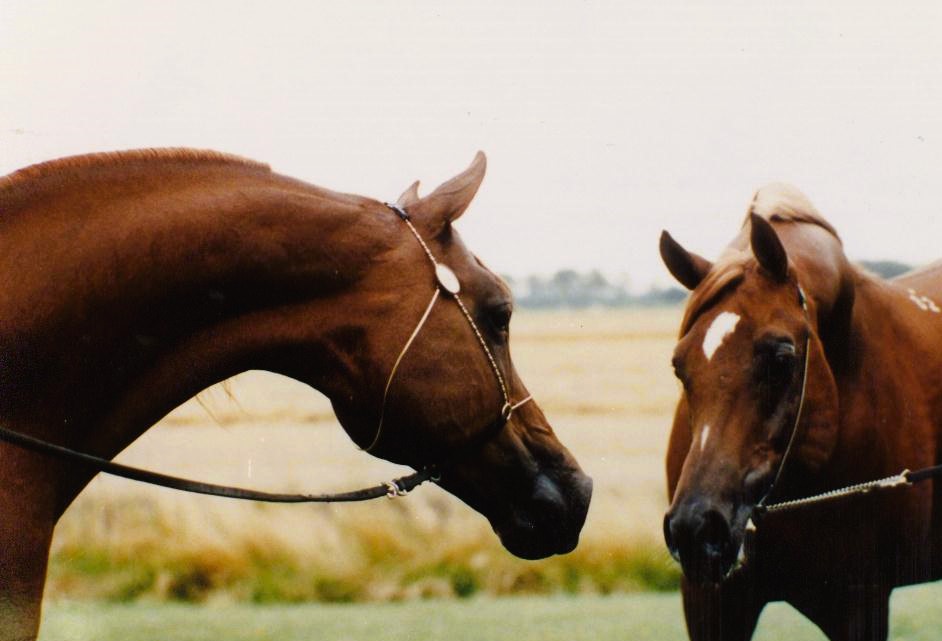 Canadian Arabian horse pedigree information