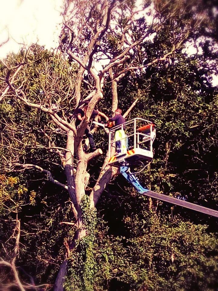Tree Amigos Tree Services