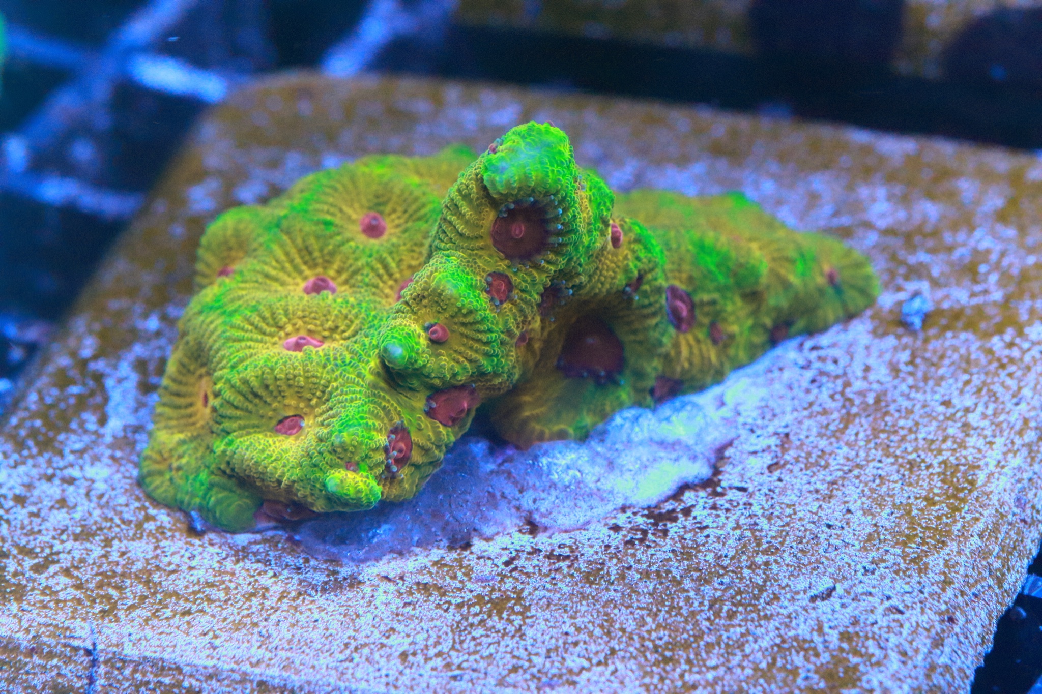 Frag Farm Ltd - Fragged just over a week ago and...