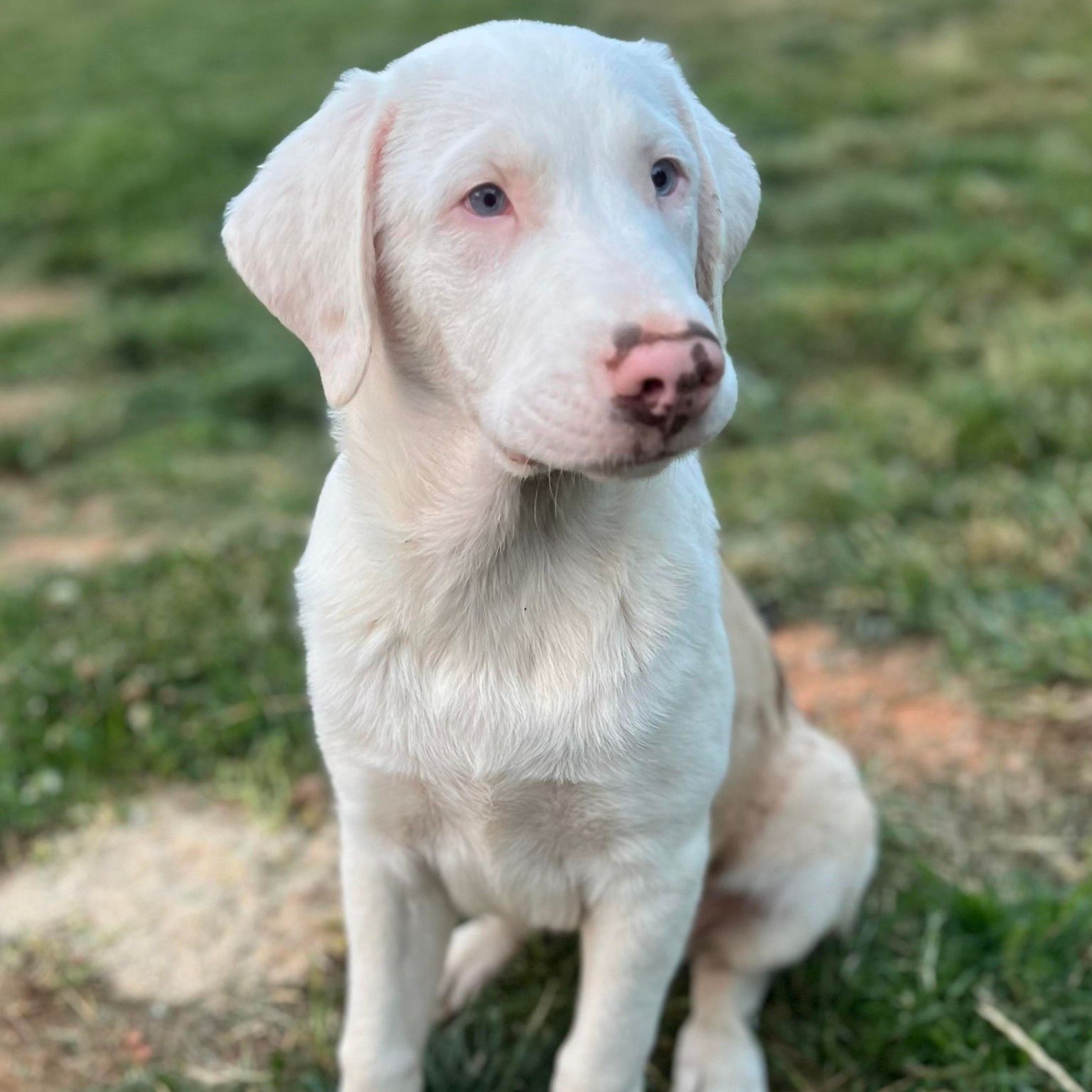 Our handsome gentle Ridge is still... - Green Dogs Unleashed