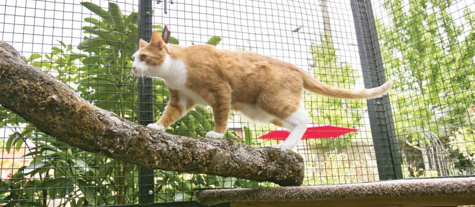 Cat Runs WA - Cat Runs WA added a new photo.