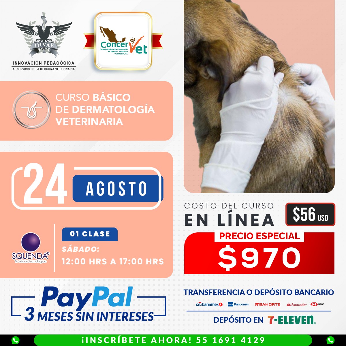INVAE - ⭐️Avalado por CONCERVET⭐️ Fortalece tus...