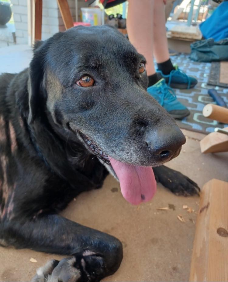 ‼️ Margo was Adopted ‼️ Meet Margo... - Heartland Lab Rescue