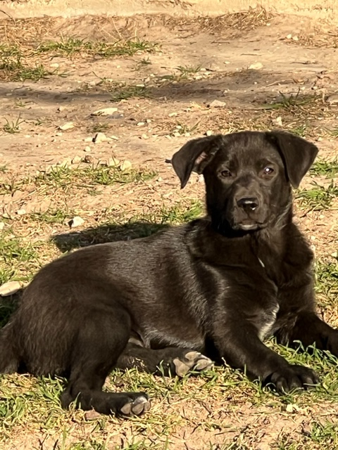 Look at our newest puppies!... - Heart of Texas Lab Rescue | Facebook