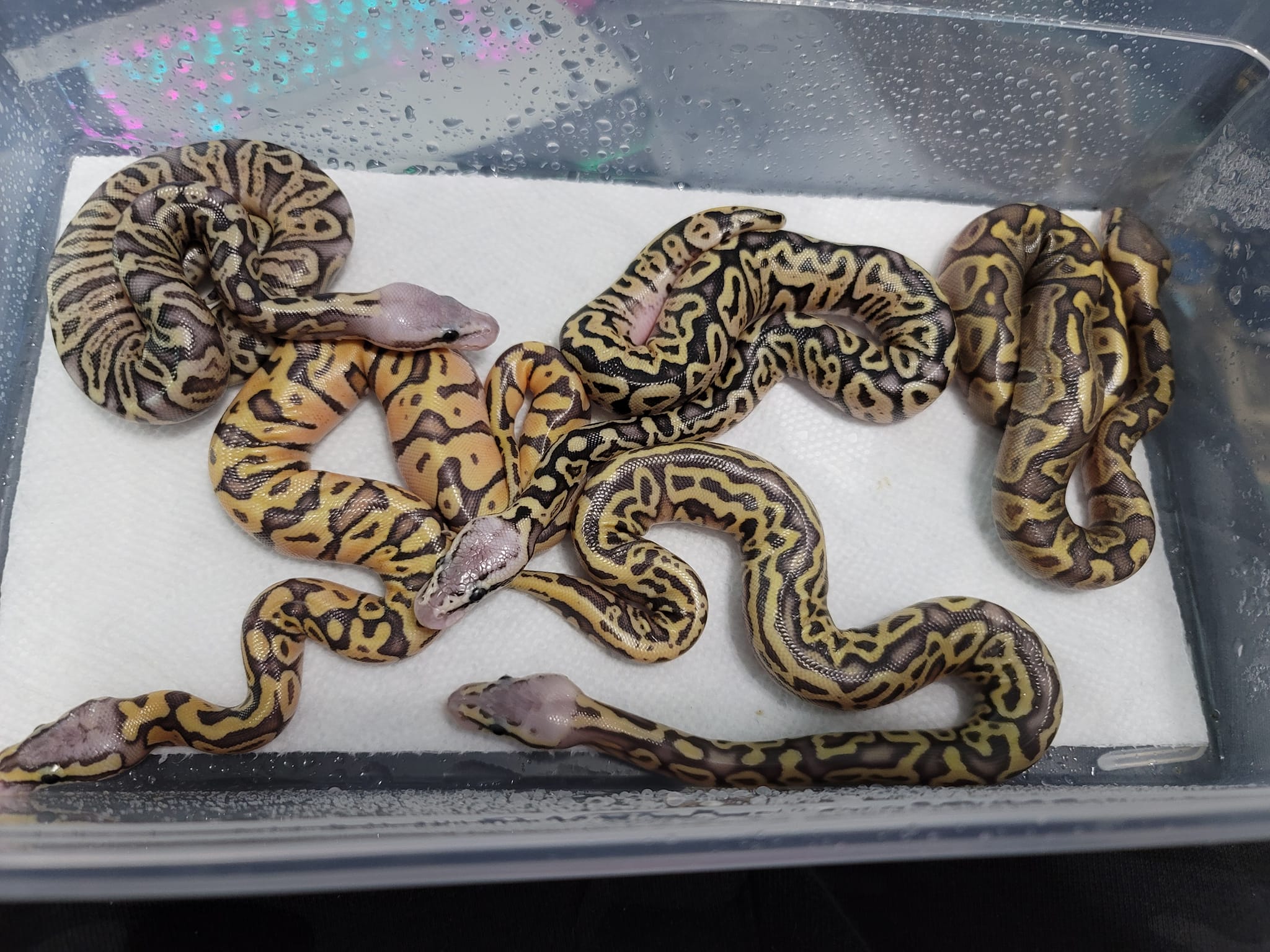 Postal Pythons | Daytona Beach FL