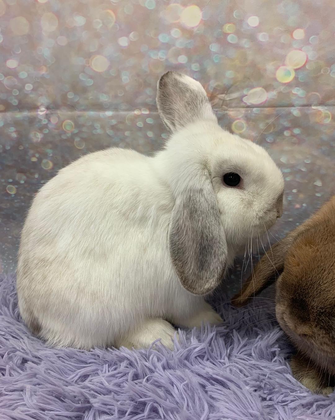 Meet Venice, this precious... - Bunny Bunch Rabbit Rescue | Facebook