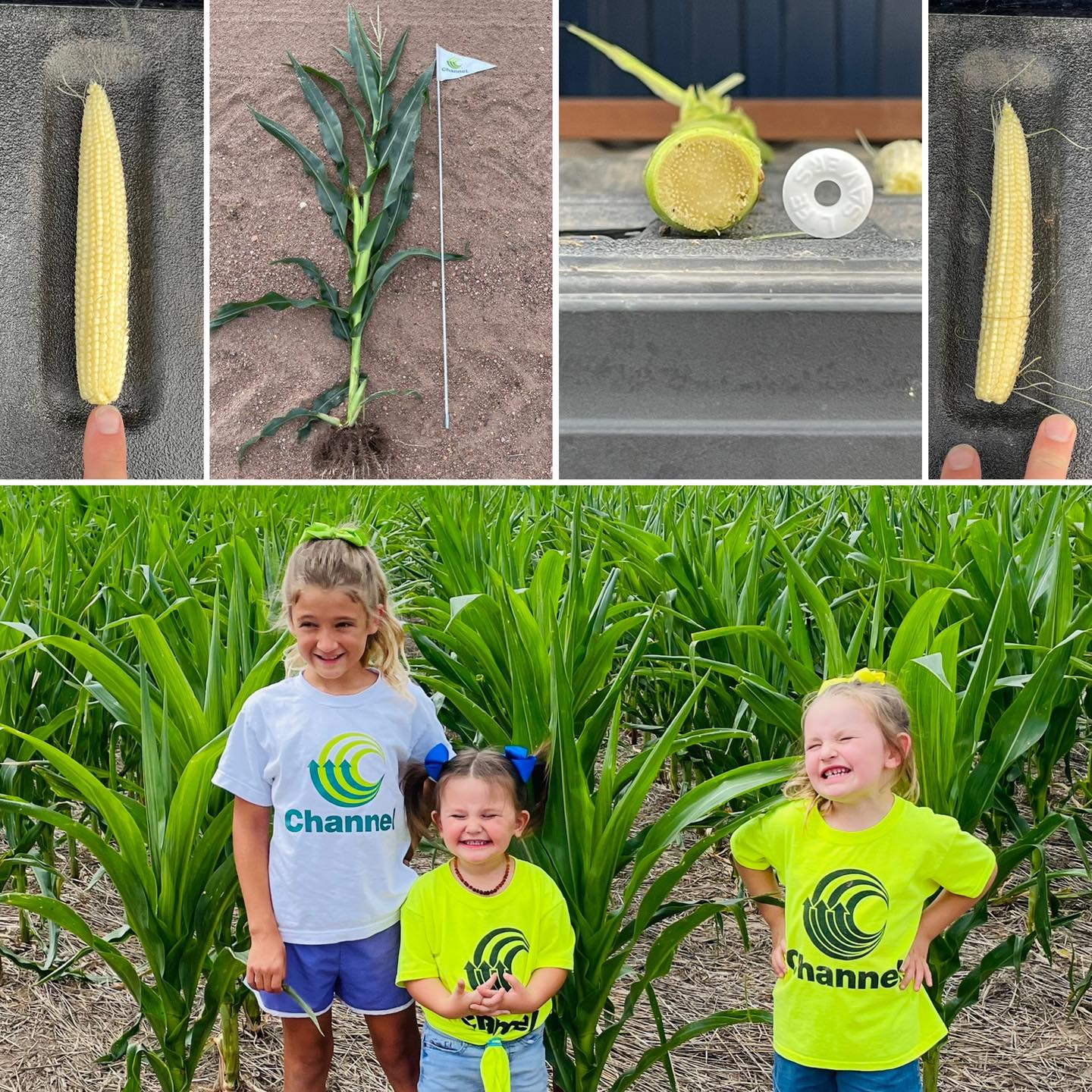 Channel Seed - The #SmartCornSystem strikes again in south...