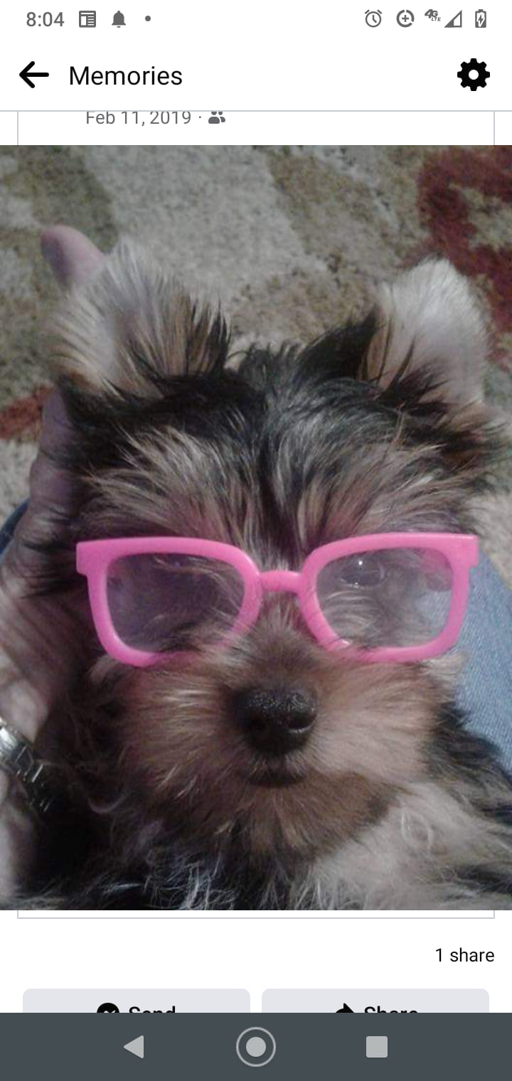 Yorkie Dog Eyeglasses Holder Stand - Cute Yorkshire Terrier Desk Organizer For Glasses